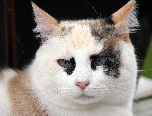 Community Cat Program 2017