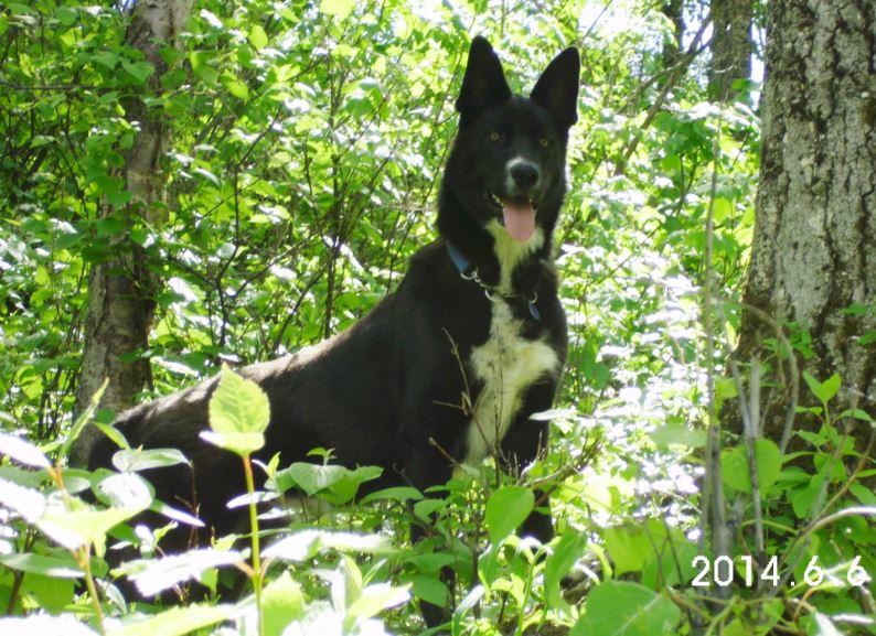 Dukesie’s DNA Results are IN